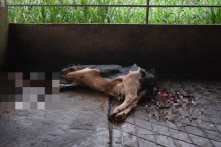 Vụ hàng trăm bò sữa chết: Vắc-xin viêm da nổi cục của Navetco lần đầu sử dụng tại Lâm Đồng