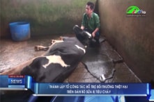 Vụ bò sữa chết sau tiêm vắc-xin: Bồi thường, kiểm tra toàn bộ việc sản xuất, đấu thầu vắc-xin