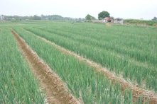 Gánh nước tưới hành