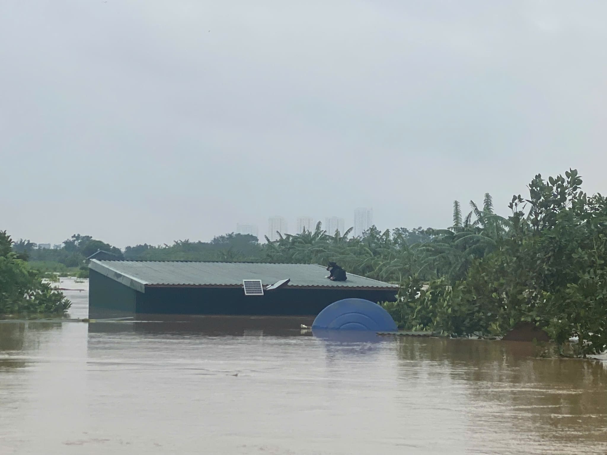 ha noi ngap tu lien scaled