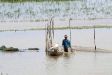 Nước sông Mekong dâng cao sau bão Yagi, miền Tây nguy cơ ngập trong tuần tới