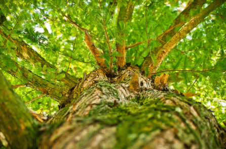 Cây có thể bị ung thư không?