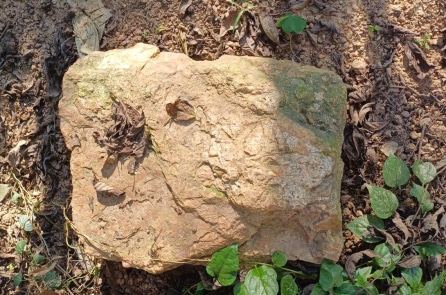 Hòn đá đập lúa