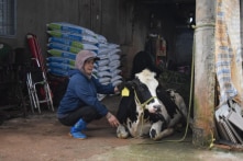 Bò sữa chết sau tiêm vắc-xin ở Lâm Đồng: Người dân chưa đồng ý mức giá bồi thường