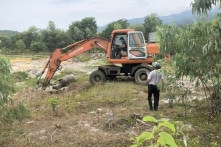 Thừa Thiên – Huế: Trâu thả liên tiếp phình bụng, sùi bọt mép chết