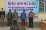 Lợn giống chết ở Gia Lai: Lên phương án cấp lại cho các hộ nghèo, cận nghèo