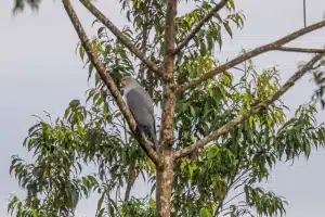 id5740551 New Britain Goshawk cropped for Instagram Tom Vierus Full Res no watermark