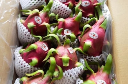 Trăm tấn thanh long xuất khẩu hư hỏng vì không cơ quan nào cấp giấy chứng nhận ATTP sau 1/7