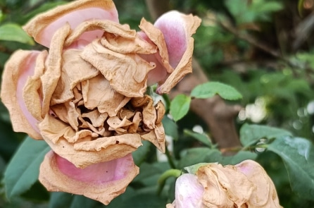 Nỗi khổ đời người