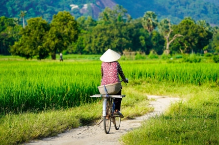 Sự biến mất của những chú cua đồng