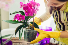 Chuyên gia: Hoa lan sẽ nở hoa to hơn nếu được tưới loại đồ uống này