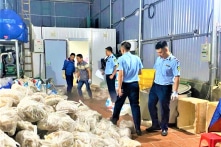 Gần 11 tấn nội tạng bò không rõ nguồn gốc tại Hà Nội bị phát hiện
