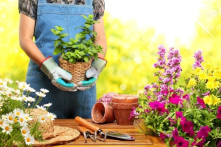 Trồng cây này, khu vườn của bạn sẽ rực rỡ và tươi tốt quanh năm