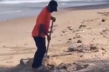 Chôn rác ngay tại biển Mũi Né (Bình Thuận): Nhân viên khu du lịch nói do “lười”