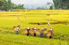 Việt Nam chuẩn bị 3 kịch bản tăng trưởng nông nghiệp để ứng phó với thuế quan Mỹ