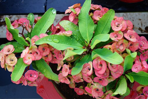 Christ thorn flowers in full bloom with new leaves emerging