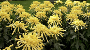 id13859697 longwood garden 3 600x336 1