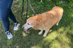 id14314288 34859 golden retreiver 45954 600x400 1