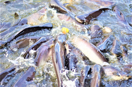 7 doanh nghiệp cá tra Việt Nam được Mỹ áp thuế 0%