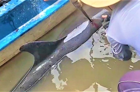 Cá heo lạc vào sông ở Cà Mau chết với vết đâm trên thân