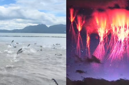 TQ: Cá nhảy lên mặt nước ở Côn Minh, chùm sét đỏ ở Tây Tạng