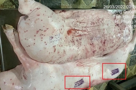 Vụ công ty C.P Việt Nam: Cán bộ thú y đóng dấu kiểm dịch sai bị kỷ luật cảnh cáo