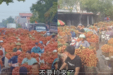 Trung Quốc: Nông dân khóc than khi vải thiều bị vứt làm thức ăn cho bò