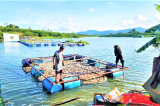 Lâm Đồng: Hơn 83 tấn cá rô phi chết hàng loạt