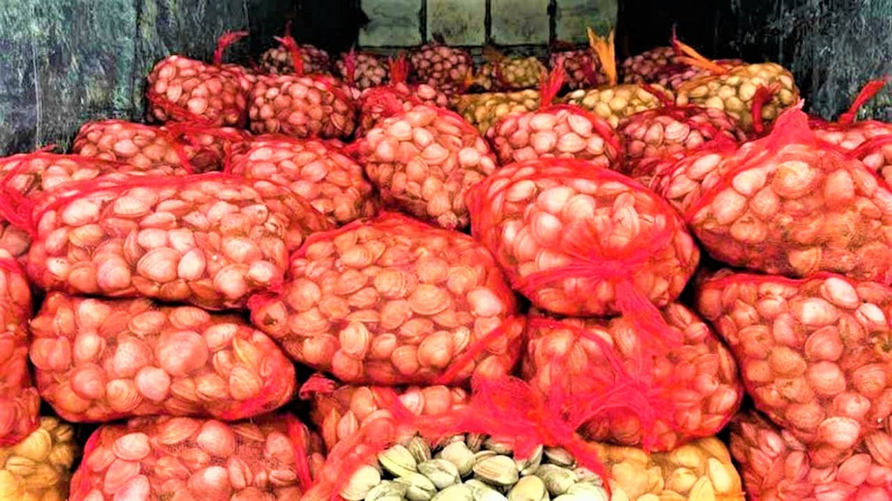 quang ninh thu giu va tieu huy gan 17 tan ngao hau khong ro nguon goc