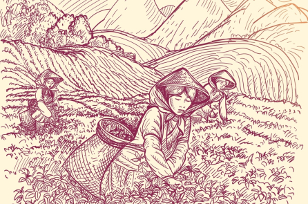Sản phẩm trà qua các cách chế biến