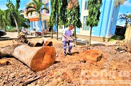 Tự ý chặt 8 cây xà cừ tại trụ sở phường: Truy trách nhiệm lãnh đạo