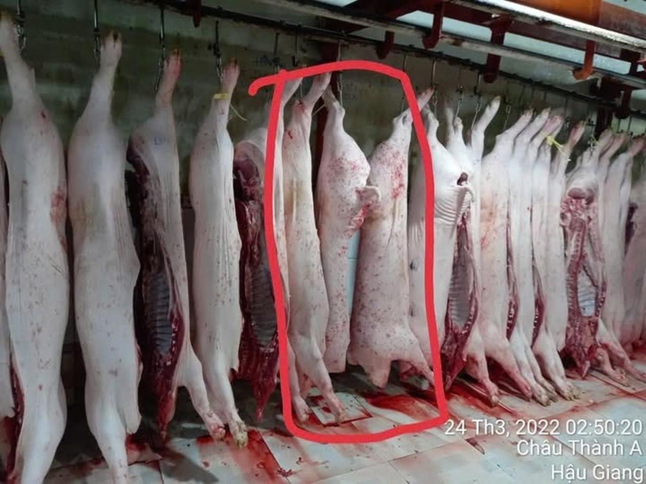 vu c p viet nam nguoi to cao tiep tuc cong bo hinh anh heo bat thuong o lo mo 1