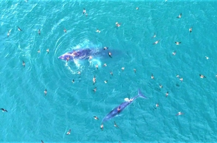 Cá voi săn mồi tại Gia Lai và Đắk Lắk thu hút người dân, du khách