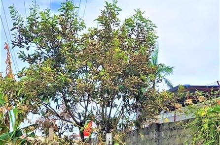 Công an điều tra vụ rò rỉ hóa chất tại nhà máy Vico, Hải Phòng