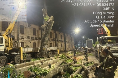 Hà Nội dịch chuyển và chặt hạ cây xanh để mở rộng Quảng trường Ba Đình
