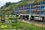 Hàng chục tấn lợn sống nhiễm bệnh được đưa đi tiêu thụ tại Hà Nội, Hải Phòng