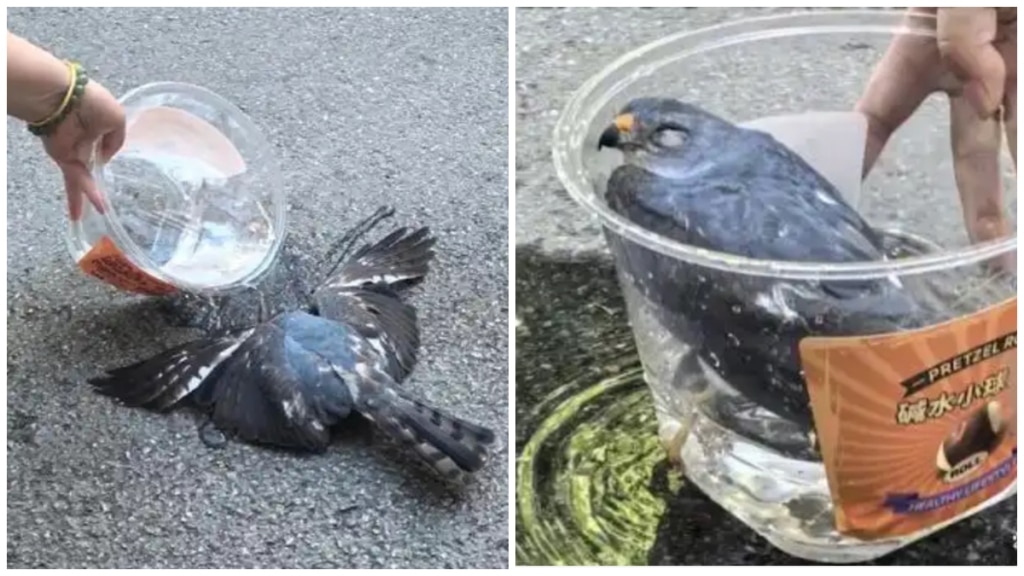 id104001408 bird