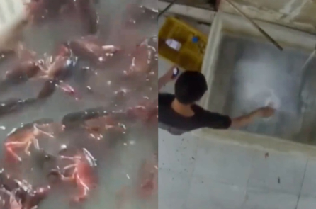 Nhà hàng tôm hùm nổi tiếng ở Nam Kinh bị tố dùng “chất tẩy toilet” rửa tôm