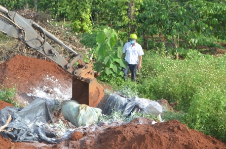 Lâm Đồng tiêu hủy 240 con heo nhiễm dịch tả heo châu Phi