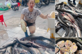 Đề nghị siết chặt kiểm dịch, truy xuất nguồn gốc cá tầm nhập khẩu từ Trung Quốc