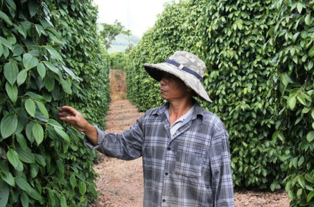 Doanh nghiệp xuất khẩu hồ tiêu “kêu cứu” về Giấy chứng nhận y tế