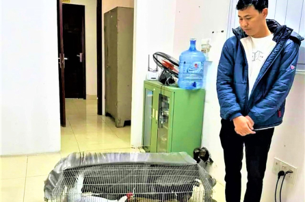 Vụ nuôi gà lôi trắng: Bị cáo Thái Khắc Thành được trở về nhà, cấm đi khỏi nơi trú