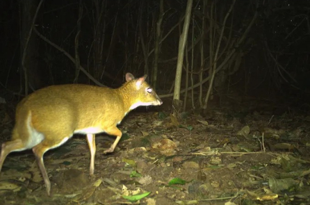 Ghi nhận cheo cheo và hơn 60 loài động vật quý hiếm tại Phong Nha – Kẻ Bàng