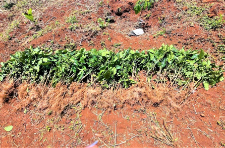 Gần 1.000 cây cà phê con ở Lâm Đồng bị nhổ trộm