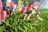 Hà Nội: Cây xanh, hoa cảnh bị giẫm nát sau buổi luyện diễu binh lần 2