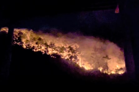 Cháy rừng thông ở Nghệ An, 5 ha rừng bị thiệt hại