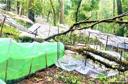 Quảng Ngãi: Mưa bão gây thiệt hại gần 26.500 gốc sâm Ngọc Linh, trị giá gần 12 tỷ đồng