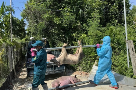 Hơn 70.000 con lợn ở Quảng Ngãi bị tiêu hủy vì dịch tả lợn châu Phi