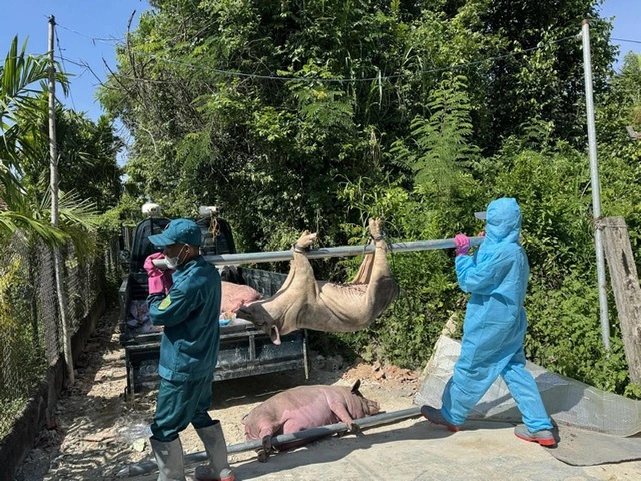 r hon 70 000 con lon o quang ngai bi tieu huy vi dich ta chau phi