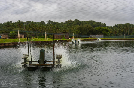 Mỹ áp thuế cao với tôm Ấn Độ, Ecuador chớp cơ hội giành thị trường